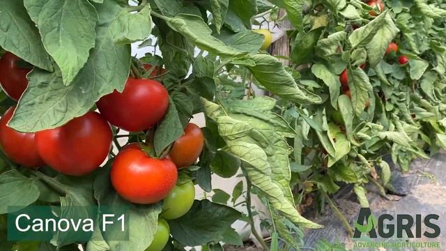 Canova F1 -  Cultura de tomate în loc. Olari, jud. Prahova, fermier Chiru Valentin