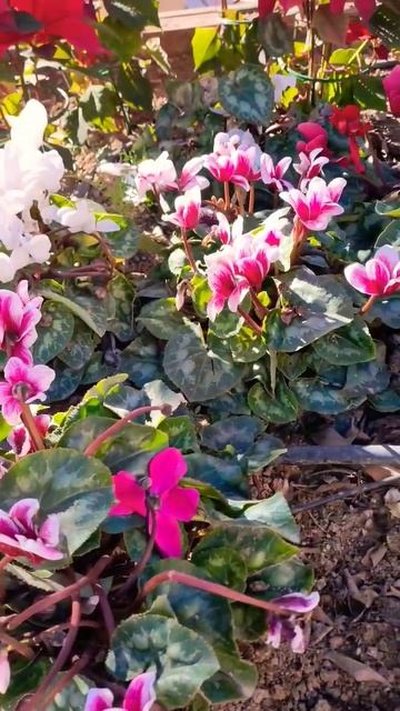 La violeta de los Alpes o cyclamen nos dará flores todo el invierno 😍 #cyclamen #flores #plantas