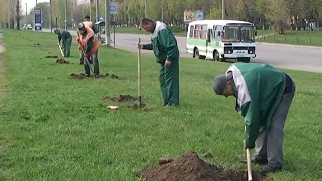 Висадили дубову алею