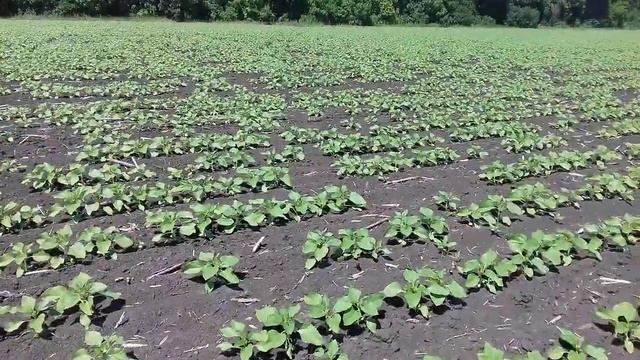 Обзор посіву соняшнику по соняшнику, є проблема .