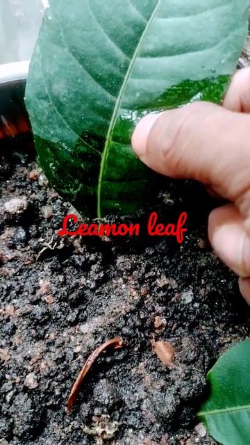 Leamon leaf rooting #shorts #shortsfeed #short #youtubeshorts #lemon #garden