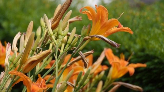 Gelbrote Taglilie (Hemerocallis fulva)