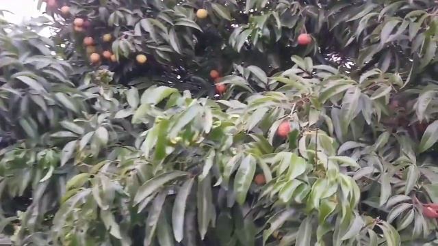 Bigest Litchi garden in Assam,Tezpur. BIG SIZE  LITCHI, VERY TESTY , SWEET LITCHI, ORGANIC LITCHI.