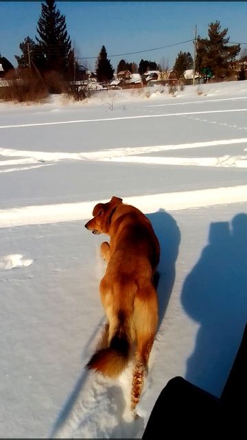 Грэй Набегался )))_20250218_123604.mp4