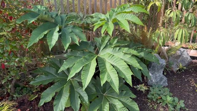 Tetrapanax papyrifer ‘Rex’