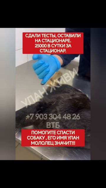 Улан живи, помогите пожалуйста спасти собаку, он был вывезен из отлова.