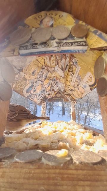 1000038681.mp4Кормушка.18.02.2025г.