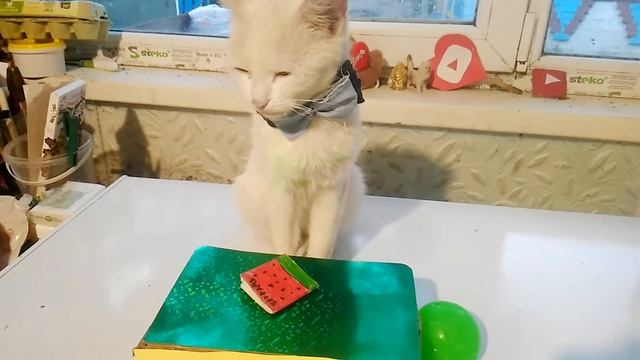 СНОВА В ШКОЛУ // Феликс сбежал с урока?! // Кошачья школа