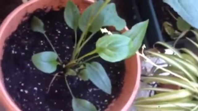 Echinacea herb in Hindi