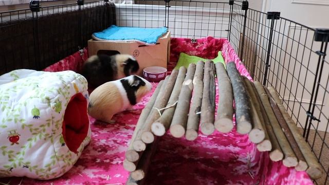 7 Reasons Why You Should Get Guinea pigs! Ft. Piggies world