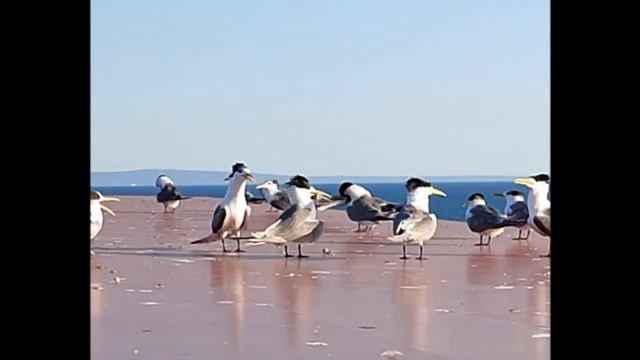 The Little Tern