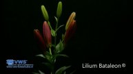 Lilium Bataleon ®