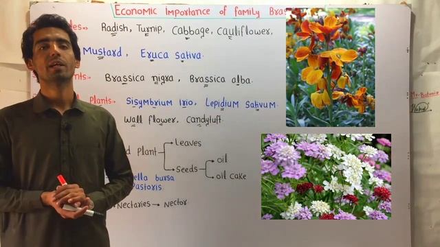 Economic Importance Of Family Brassicaceae (The Mustard Family) In Hindi/Urdu.
