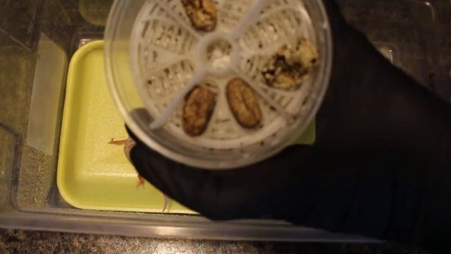 SUPER GIANT TREMPER MURPHY AKA SGTPA LEOPARD GECKO HATCHLING 04-11-17