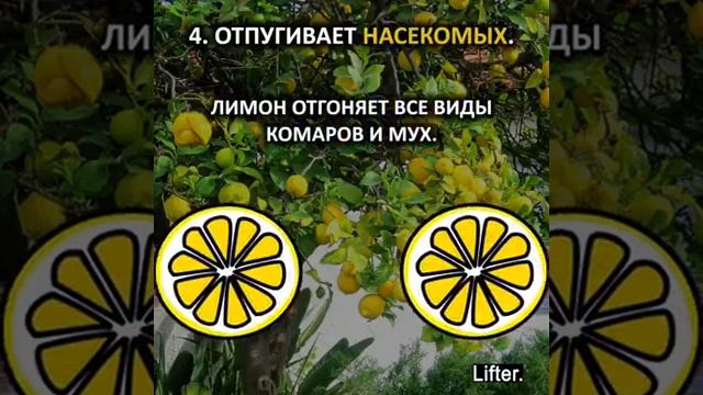 Как лечится лимоном