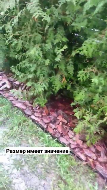 4-10см это отличный размер для второго слоя # #garden #ландшафтнийдизайн #мульча #кора #shorts