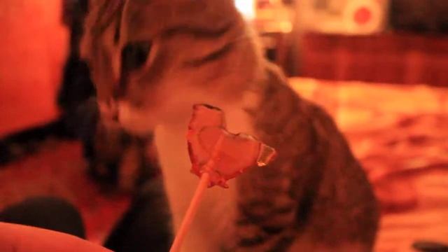 кошечка лижет леденец