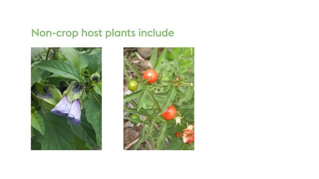 Releasing and surveying for Tamarixia triozae