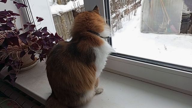 Моя кисв Муся