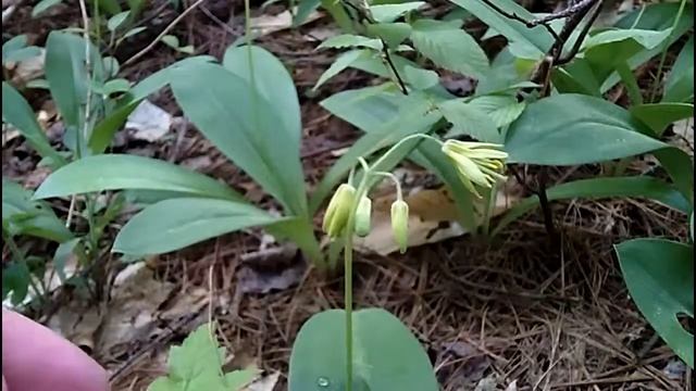 MyNature Apps; Identifying Yellow Clintonia,Clintonia borealis