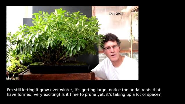 My Banyan Style Schefflera Progression, The Bonsai Zone, Jan 2022