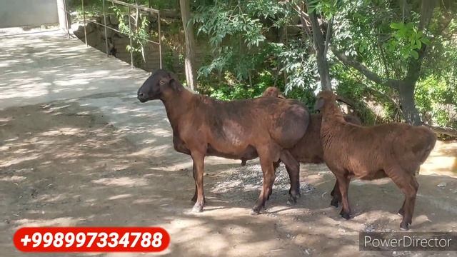 Тоза Хисори Кучкор Зотга Сотилади Тожикистондан олиб келинган Каштан.