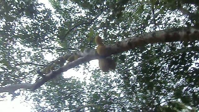 Mauritius. Ботанический сад