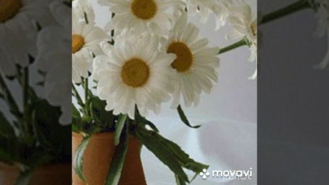 Ромашки для Наташки.