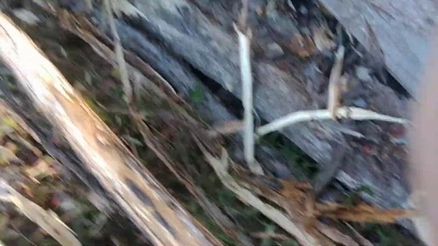 removing bark from black locust for long lasting fence poles