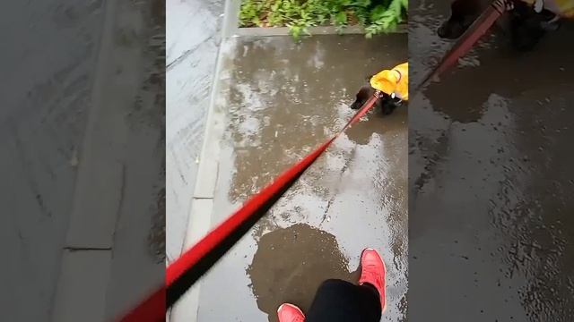 Малышка Тея впервые видит дождь 😱