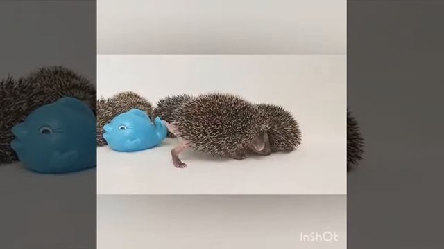 Ушастые ежатки