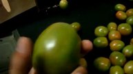 ROMA TOMATOES XLG # 2 LOT #005