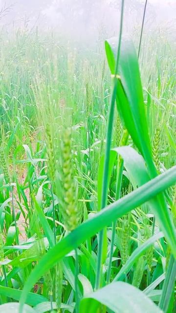 Kishaan ki Mehnat Gehun ki Kheti #shorts #kisaan #kishan #khetibadi #fog #foog #gehunkikheti