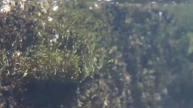 River willow moss Fontinalis antipyretica ウィローモス　クロカワゴケ　自然