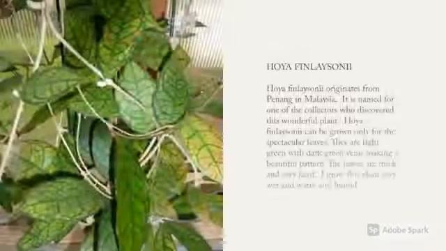 Hoya plant varities #ateshy#collection