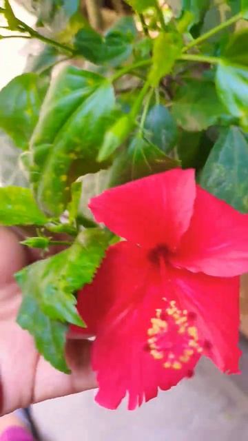 Red hibiscus in my garden ❤️😍 #flower #amazing #plant#beautiful #viral