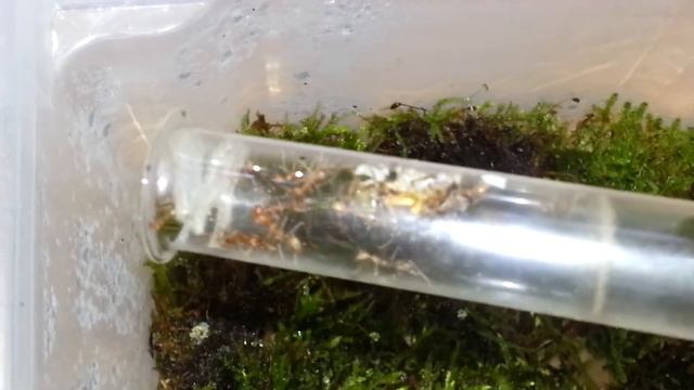 Oecophylla smaragdina
