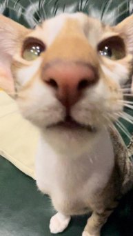 Ориентальный кот. Морфеус. Морфей. Морфуша.