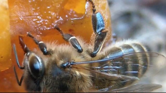 Honey bees eat fruits  !    Apis mellifera sips fluids from ripe plums