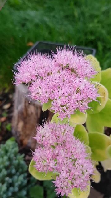 Plant Review | Sedum Brilliant