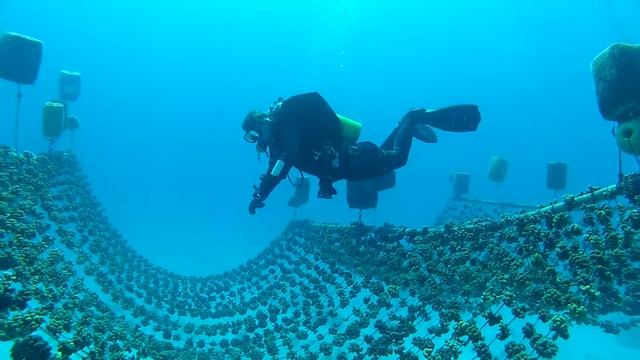 Rope Nursery construction - Pocillopora verrucosa nursery