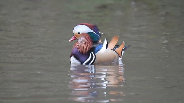 Photographing the most beautiful bird in the world. Or is it?