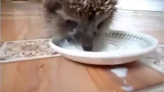 Кот и ежик делят еду! Прикол!!