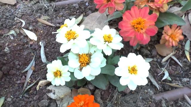 Zinnia elegans - growing and care