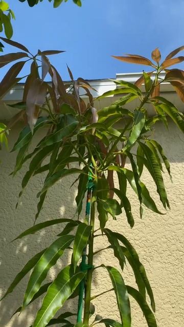 Pina Colada Mango Tree/Update 2
