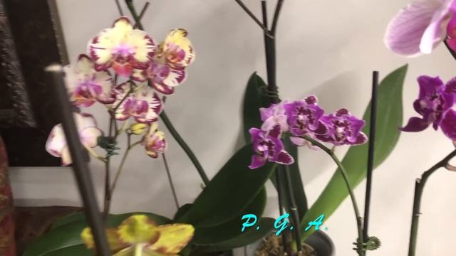 My favorite blooming ORCHIDS