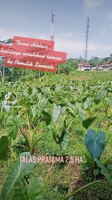 Talas Pratama | Pratama Taro Plant | Taro Root Plant | Taro Plant #talaspratama #talasbeneng