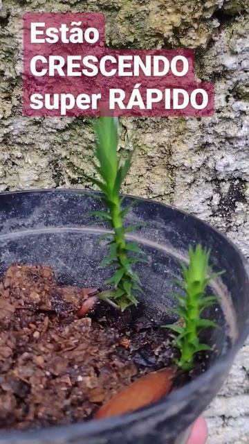 PLANTE #pinhão e veja uma #araucaria #crescer 💚 #shorts #flora #pinha #natureza #plantas #jardim