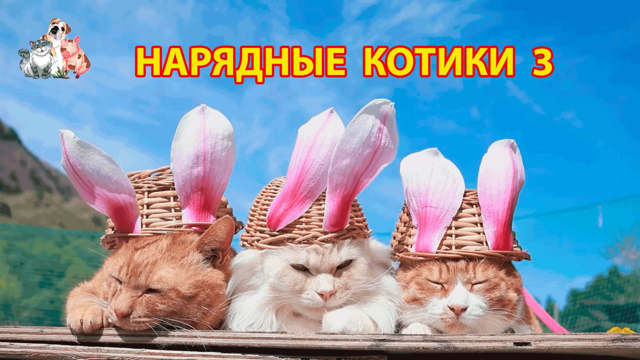 Нарядные Котики расслабляются на солнышке 🌞 🐈🐈⬛🐈 (3)