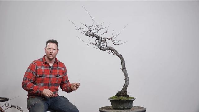 Maximizing Bonsai Aesthetics with Dynamic Design on an American Plum Tree